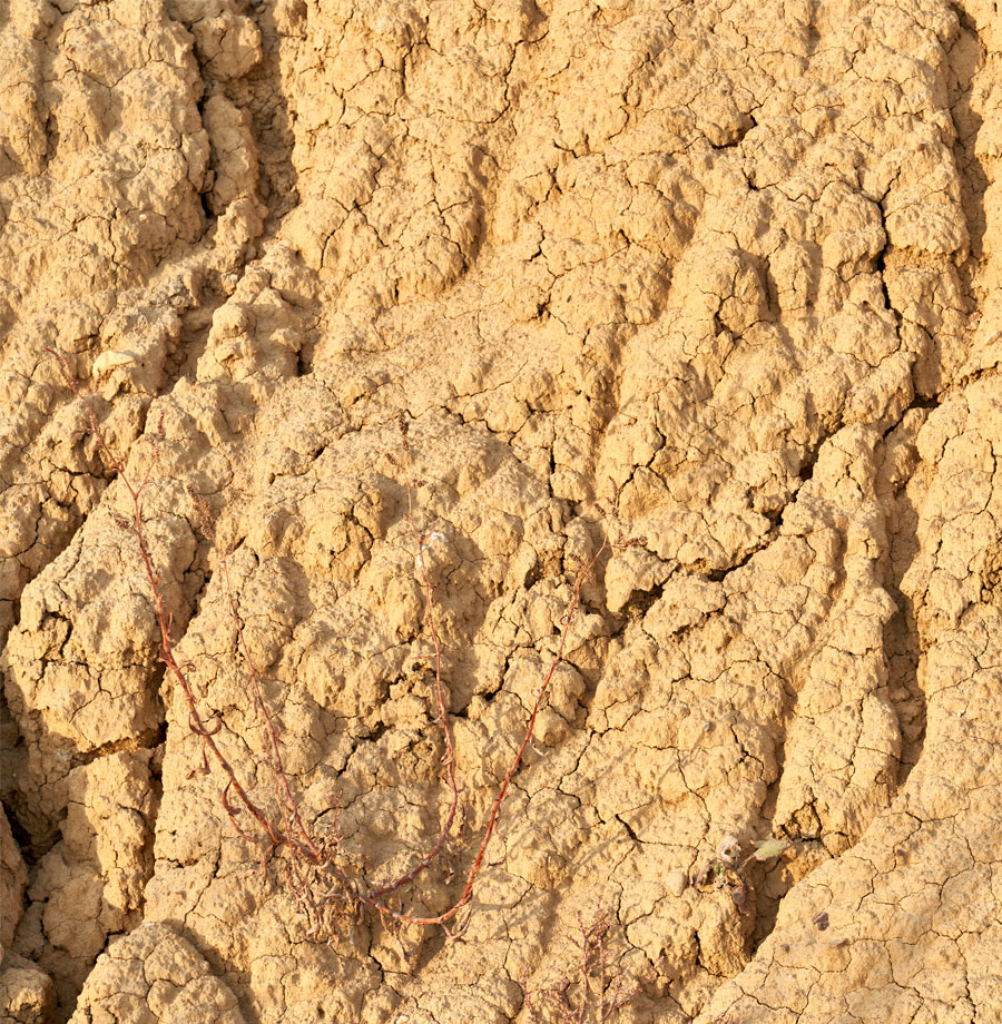 Roots in search of land.